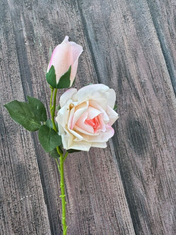 ROSA CON TOQUE REAL - Image 5